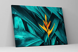 Obraz Strelícia 1958